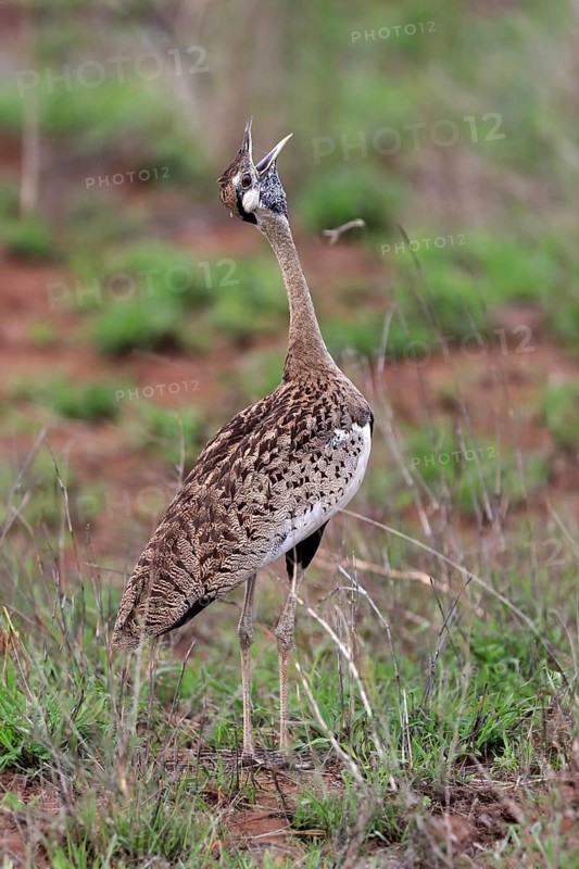 Red-crested Bustard, (Lophotis ruficrista), adult, calling, Kruger National Park, Kruger National Park, South Africa, Africa