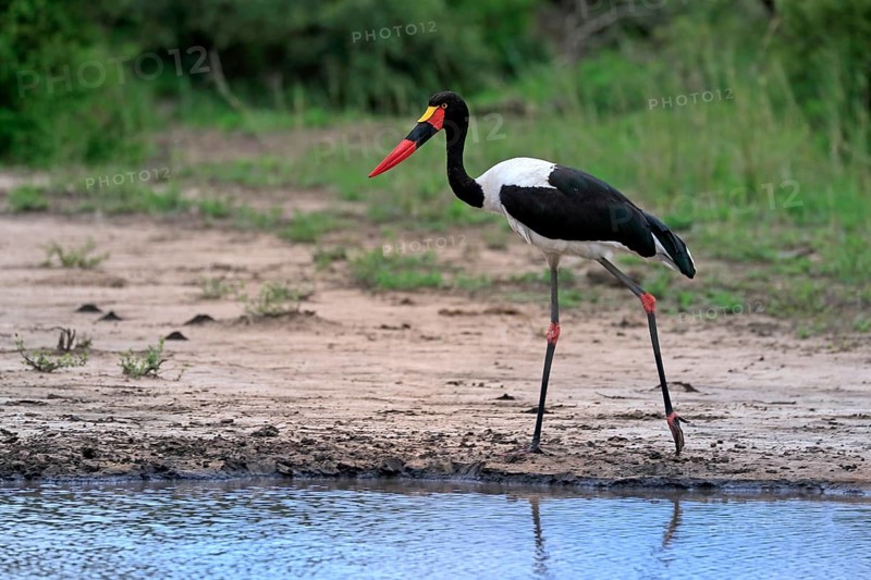 Saddle-billed stork (Ephippiorhynchus senegalensis), adult, foraging, at the water, Kruger National Park, Kruger National Park, South Africa, Africa