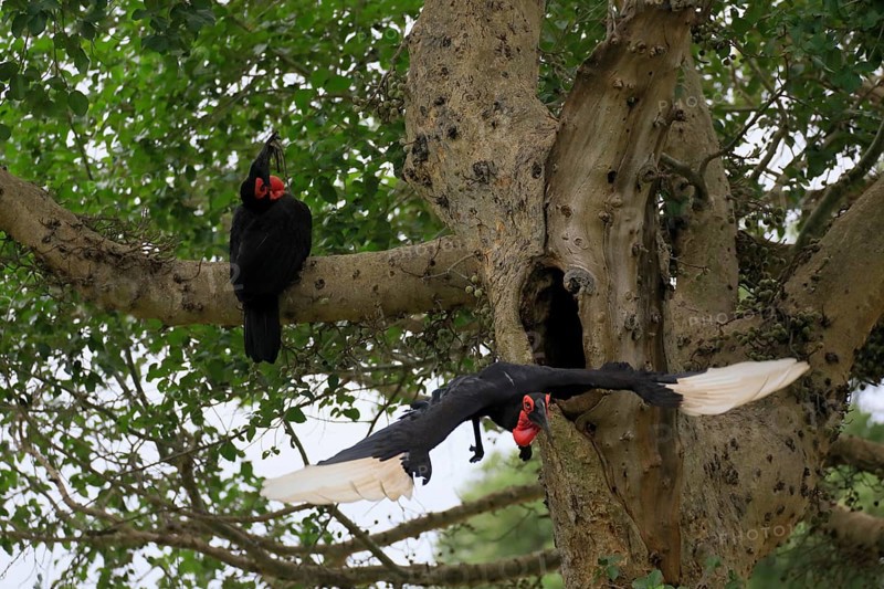 Southern ground hornbill (Bucorvus leadbeateri), adult, pair, feeding, with prey, on tree, at breeding den, Kruger National Park, Kruger National Park, South Africa, Africa