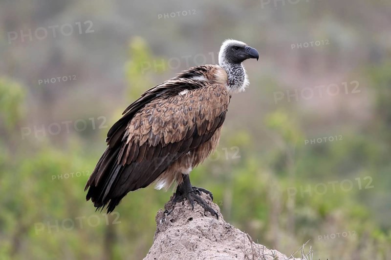 White-backed vulture (Gyps africanus), adult, alert, on rocks, Sabi Sand Game Reserve, Kruger National Park, Kruger National Park, South Africa, Africa
