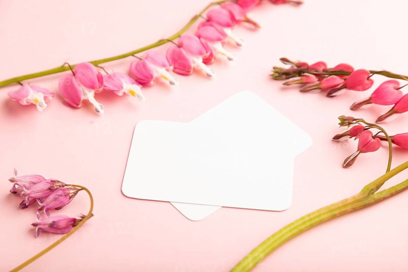 White business card with pink dicentra, broken heart flowers on pink pastel background. side view, copy space, mockup, template, spring, summer minimalism concept
