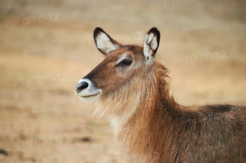 Waterbuck (Kobus defassa), portrait, captive, distribution Africa