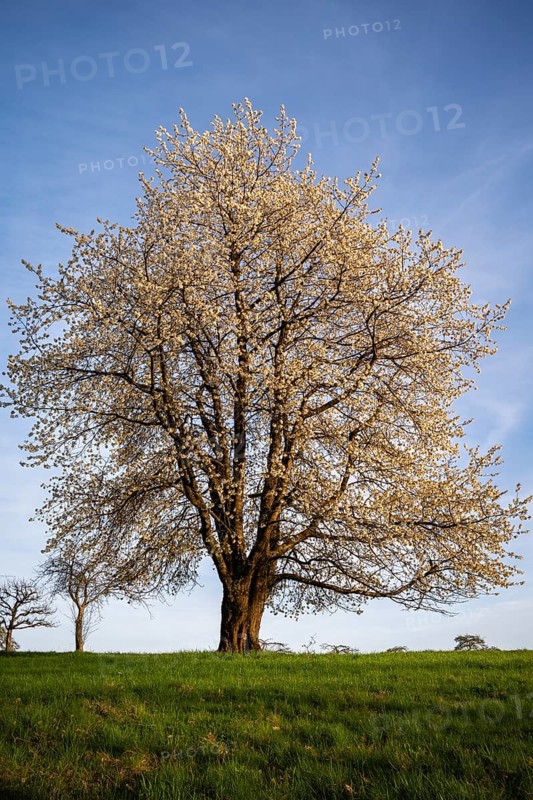 A single white blossoming fruit tree in a meadow in spring, the sky is blue, the sun is shining, it is evening. Between Neckargemuend and Wiesenbach, Rhine-Neckar district, Kleiner Odenwald, Baden-Wuerttemberg, Germany, Europe