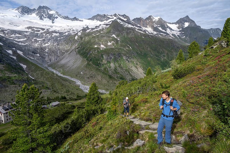 Two mountaineers on a hiking trail in a picturesque mountain landscape with alpine roses, in the background mountain peak Grosser Moeseler with glacier Waxeggkeesund mountain hut Berliner Huette, Berliner Hoehenweg, Zillertal Alps, Tyrol, Austria, Europe
