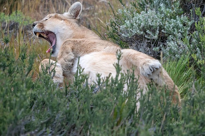 Cougar (Cougar concolor), silver lion, mountain lion, cougar, panther, small cat, yawns, begs, Torres del Paine National Park, Patagonia, end of the world, Chile, South America