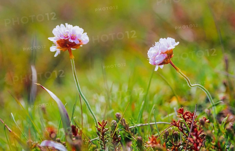 Sea campion (Armeria maritima), also common sea campion, two small light pink-coloured inflorescences in close-up in a meadow, macro photograph, north coast, Norourland eystra, Iceland, Europe