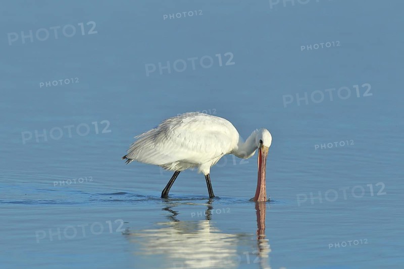 Spoonbill (Platalea leucorodia), young bird looking for food, animal standing in shallow water, Lake Neusiedl National Park, Burgenland, Austria, Europe