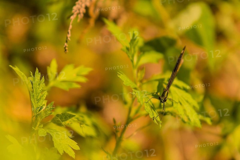 Black jewel-wing damselfly on green plant looking into the camera