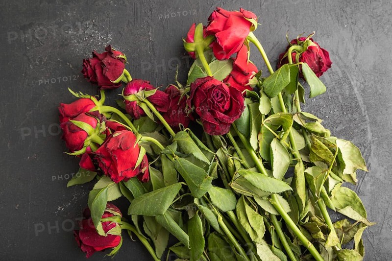 Withered, decaying, roses flowers on black concrete background. top view, flat lay, copy space, still life. Death, depression concept