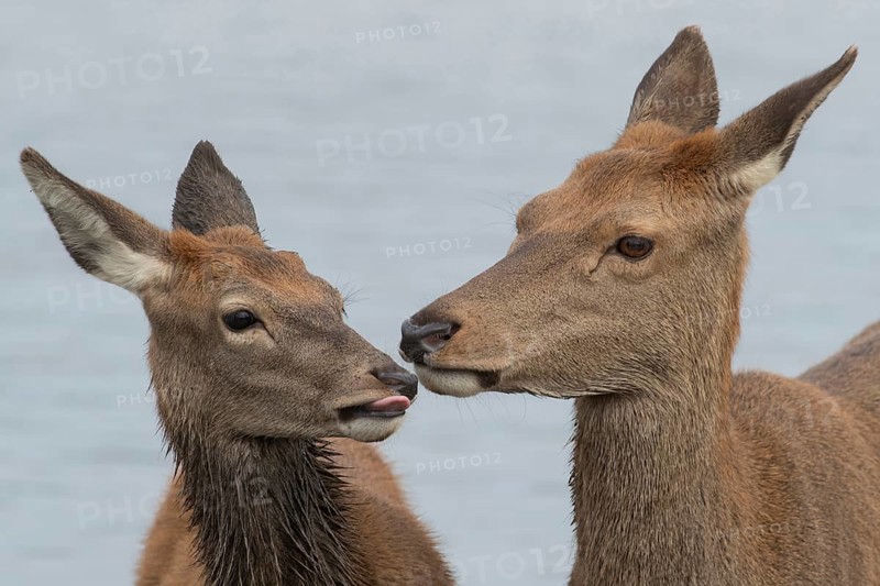 Red deer (Cervus elaphus) adult female mother doe and juvenile baby fawn interacting together, Surrey, England, United Kingdom, Europe