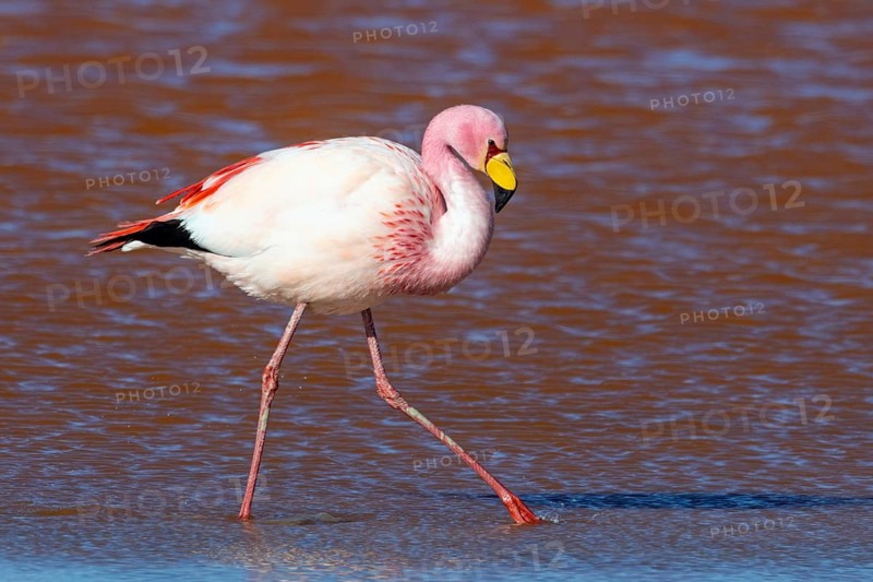 James Flamingo, NP Eduardo Avaroa Bolivia