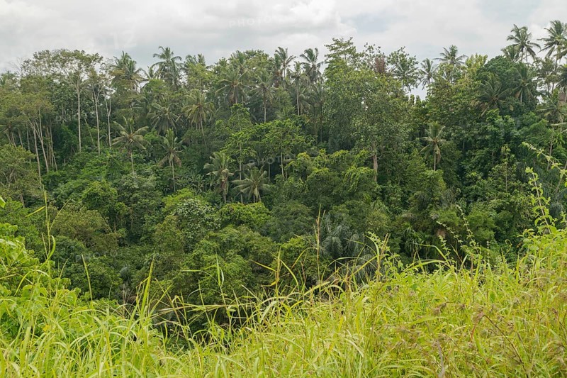 Landscape with jungle near Campuhan ridge walk, Bali, Indonesia, track on the hill with grass, large trees, jungle and rice fields. Travel, tropical, Ubud, Asia