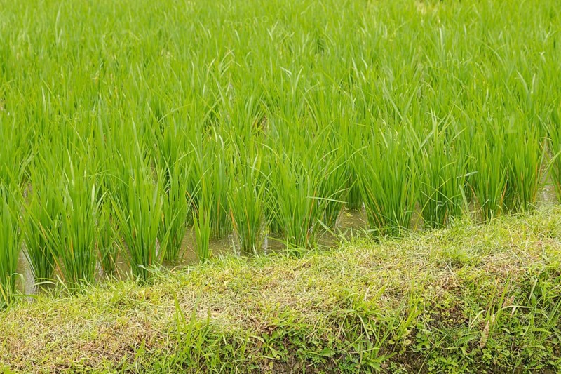 Rice terraces, Campuhan ridge walk, Bali, Indonesia, track on the hill with grass, large trees, jungle and rice fields. Travel, tropical, Ubud, Asia