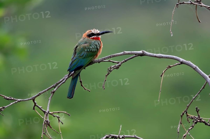White-fronted bee-eater (Merops bullockoides), adult, on wait, Kruger National Park, Kruger National Park, South Africa, Africa