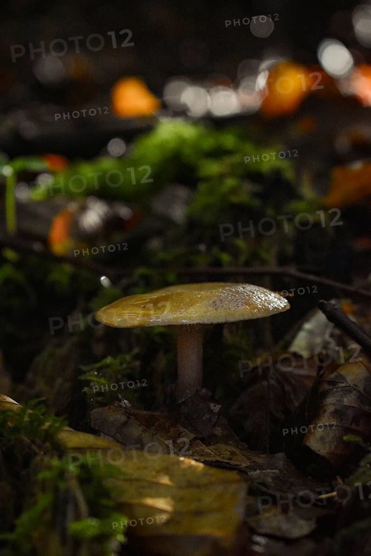 Mushroom on autumn forest floor, close-up, Neubeuern, Bavaria, Germany, Europe