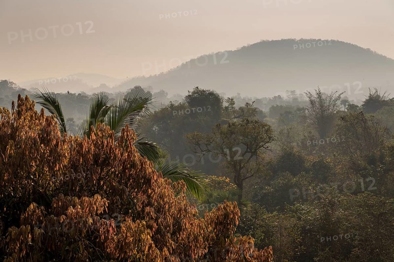 Morning atmosphere, jungle, Addateegala, Andhra Pradesh, India, Asia