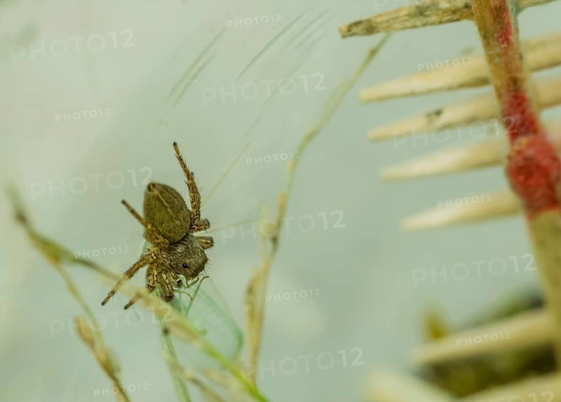 Pet jumping spider in plastic container feeding on small green lacewing with cage blurred in background