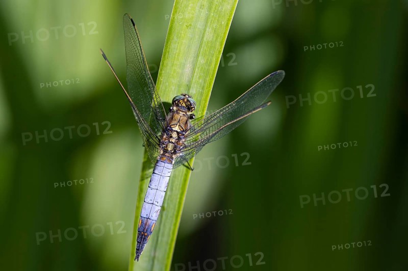 Large blue arrow