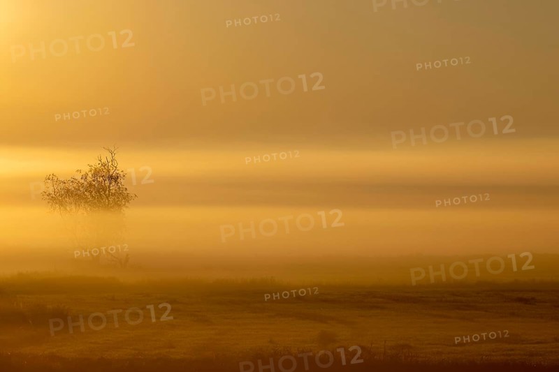 Sunrise in the fog, Federsee lake