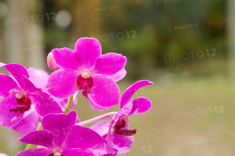 Purple vanda orchid flower in botanical garden, selective focus, copy space, malaysia, Kuching orchid park