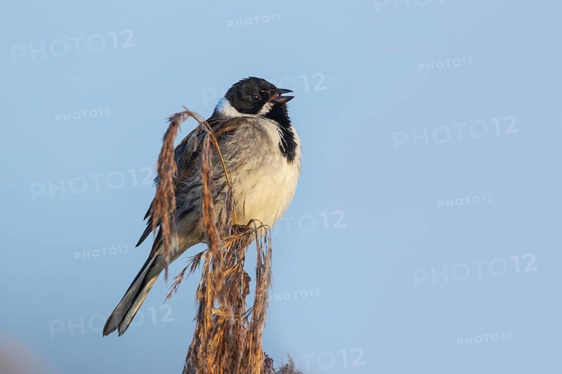 Reed bunting