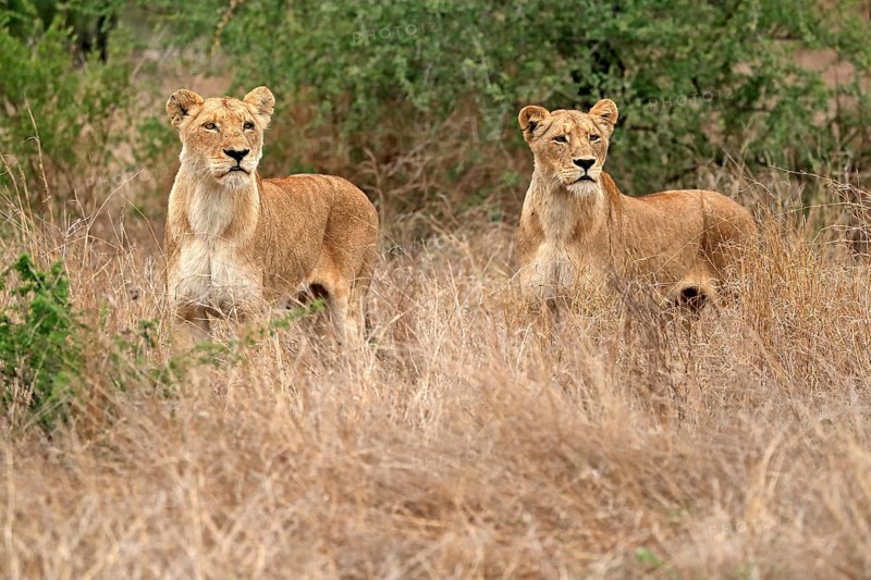 Lion (Panthera leo), adult, female, two females, vigilant, Sabi Sand Game Reserve, Kruger National Park, Kruger National Park, South Africa, Africa