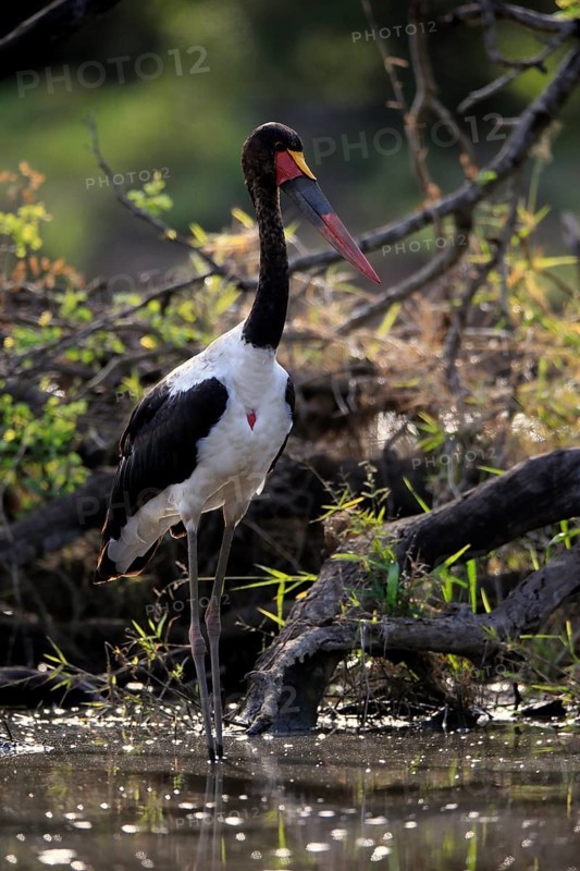 Saddle-billed stork (Ephippiorhynchus senegalensis), adult, foraging, in the water, Kruger National Park, Kruger National Park, South Africa, Africa