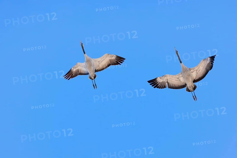 Pair of Cranes (grus grus) flying with spread wings on a clear blue sky at spring