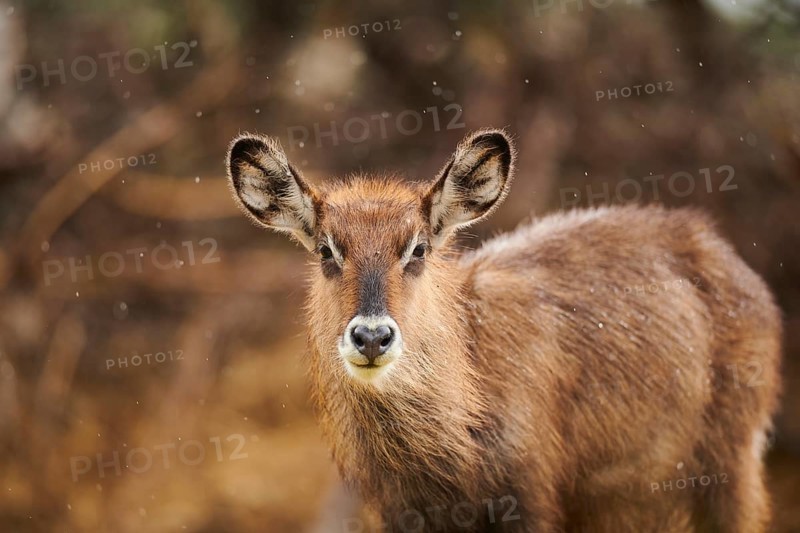 Waterbuck (Kobus defassa), portrait, captive, distribution Africa