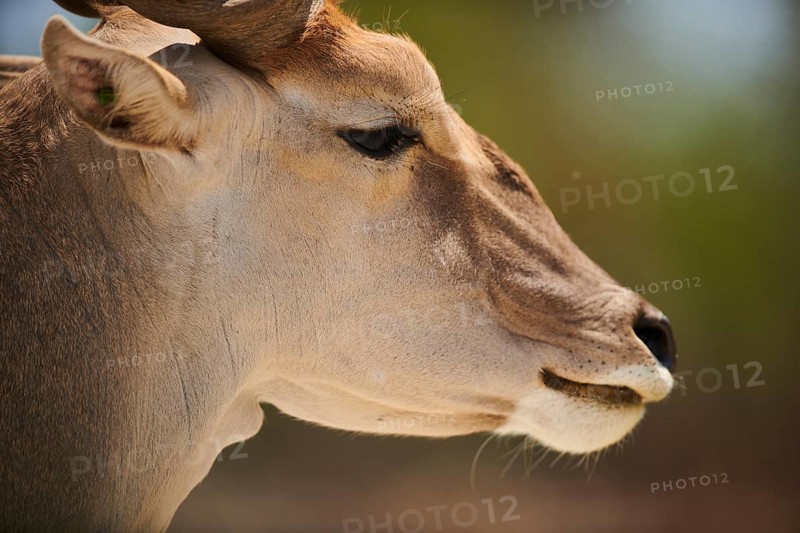 Common eland (Taurotragus oryx), portrait, captive, distribution Africa