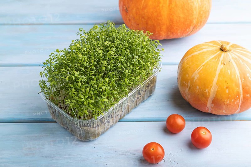 Microgreen sprouts of watercress with pumpkin on blue wooden background. Side view, close up