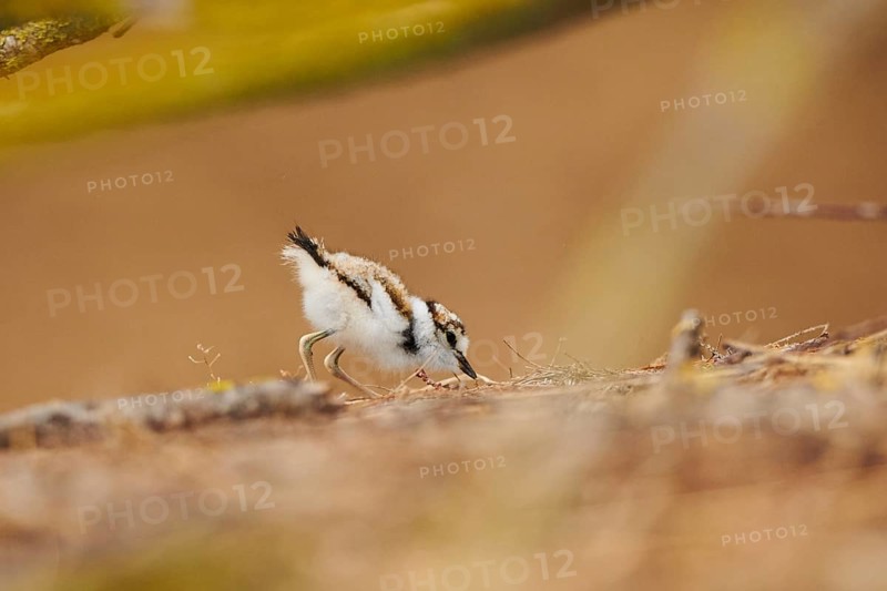 Little ringed plover (Charadrius dubius) chick on the ground, France, Europe