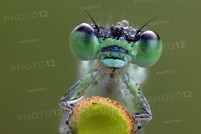 large red damselfly