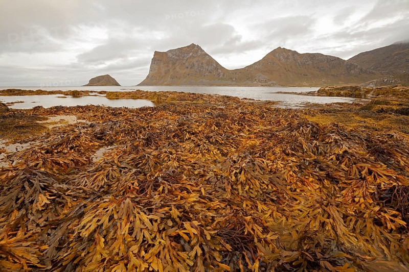 Seaweed at low tide in Haukland Bay in Lofoten. View towards Veggen mountain