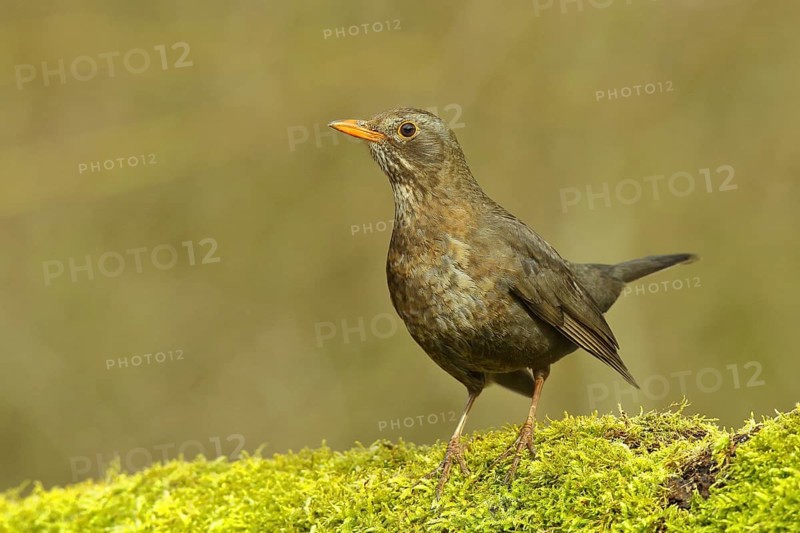 Blackbird (Turdus merula) female, standing on moss-covered forest floor, Wilnsdorf, North Rhine-Westphalia, Germany, Europe