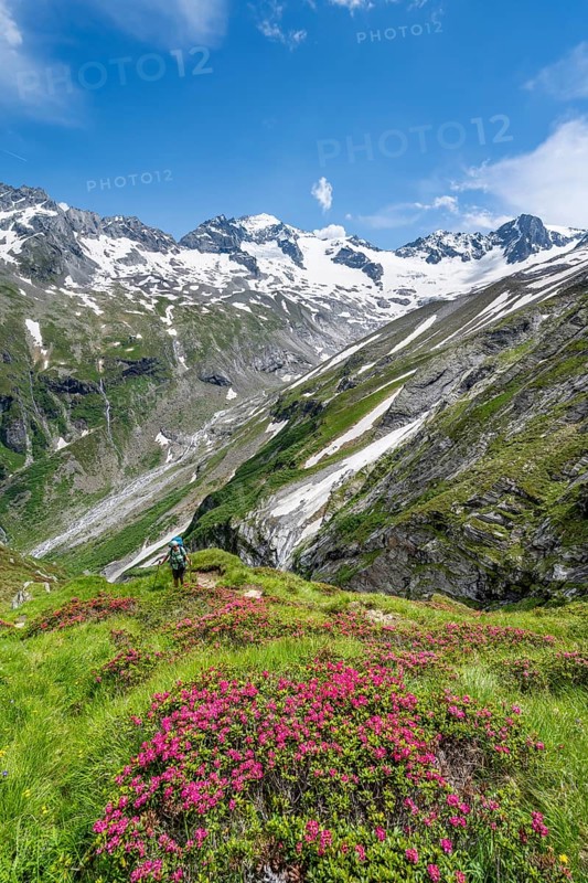 Mountaineer on hiking trail in picturesque mountain landscape with blooming alpine roses, in the background mountain peak Grosser Loeffler and Oestliche Floitenspitze with glacier Floitenkees, valley Floitengrund, Berliner Hoehenweg, Zillertal Alps, Tyrol, Austria, Europe
