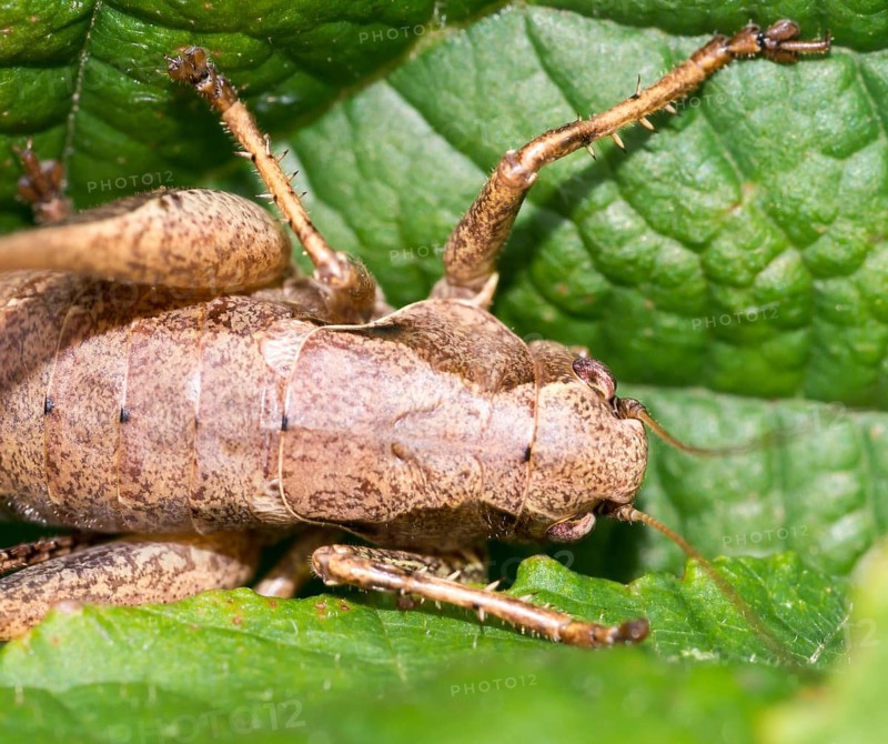 Dark bush-cricket (Pholidoptera griseoaptera) or common bush cricket, female, sitting on bramble leaf (Rubus sect. Rubus), close-up, detail shot, macro shot, Mecklenburg Lake District, Mecklenburg-Western Pomerania, Germany, Europe