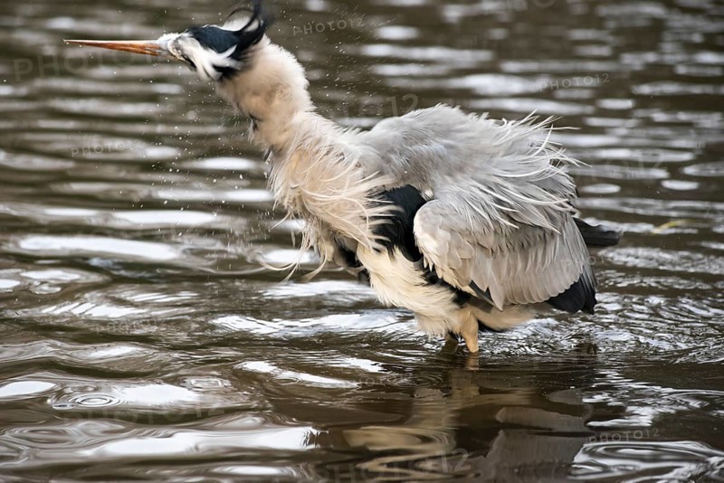Grey heron (Ardea cinerea cinerea) stands in shallow water and shakes water out of its feathers, water droplets splash in all directions, feathers stick out, wiping effect, motion blur, surrounded by gentle waves, symbolic image wetness, bathing, hairstyle, hairdresser visit necessary, humour, funny, Hesse, Germany, Europe