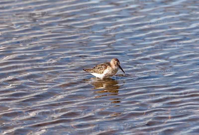 Common typical wader (Calidris) in the Tipperne bird sanctuary in West Jutland, Denmark, Europe