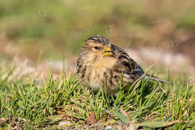 Mountain linnet