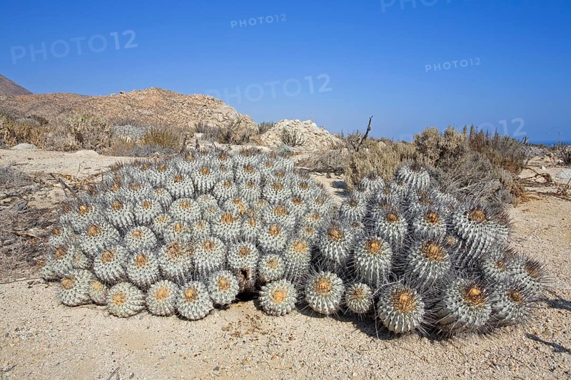 Copiapoa dealbata, Llanos de challe National Park, Huasco, Chile, South America