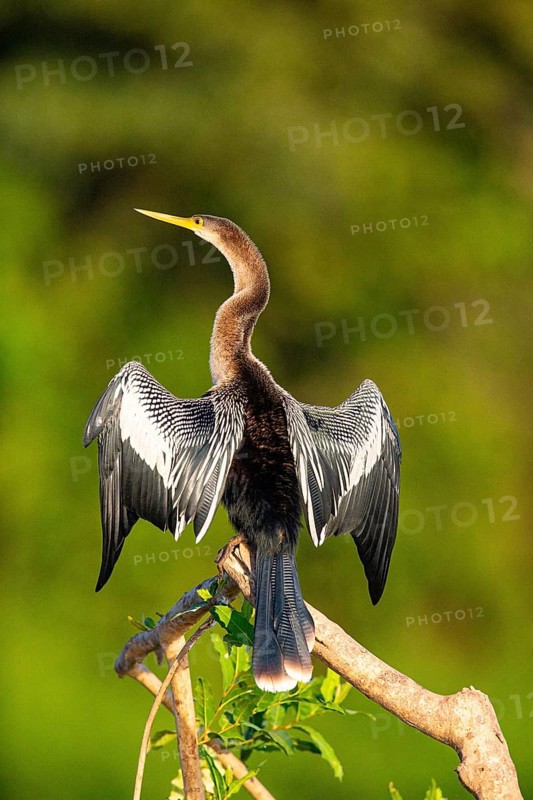 American darter (Anhinga anhinga) Pantanal Brazil