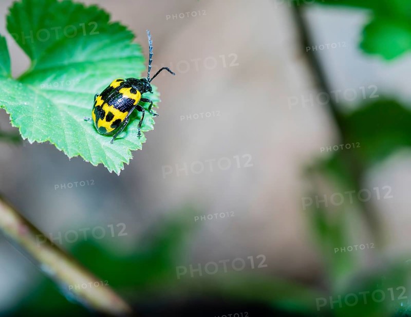Closeup of yellow and and black beetle resting on green leaf with soft blurred background