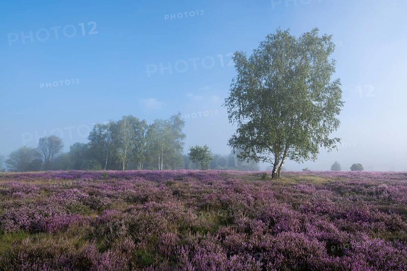 Heathland, flowering common heather (Calluna vulgaris) and birch (Betula), blue sky, Lueneburg Heath, Lower Saxony, Germany, Europe