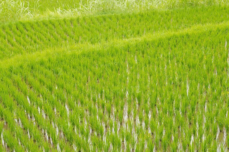 Rice terraces, Campuhan ridge walk, Bali, Indonesia, track on the hill with grass, large trees, jungle and rice fields. Travel, tropical, Ubud, Asia