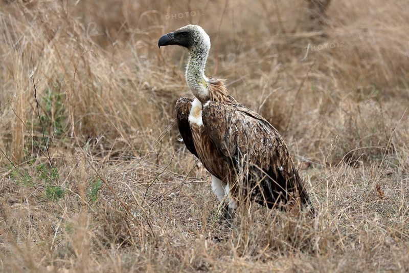 White-backed vulture (Gyps africanus), adult, alert, on ground, Sabi Sand Game Reserve, Kruger National Park, Kruger National Park, South Africa, Africa