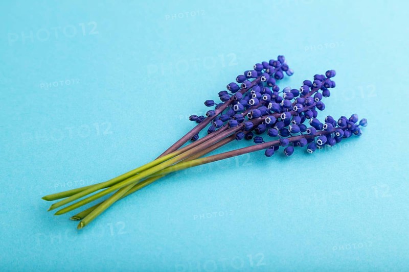 Muscari or murine hyacinth flowers on blue pastel background. side view, close up, still life. Beauty, spring, summer concept. viper bow