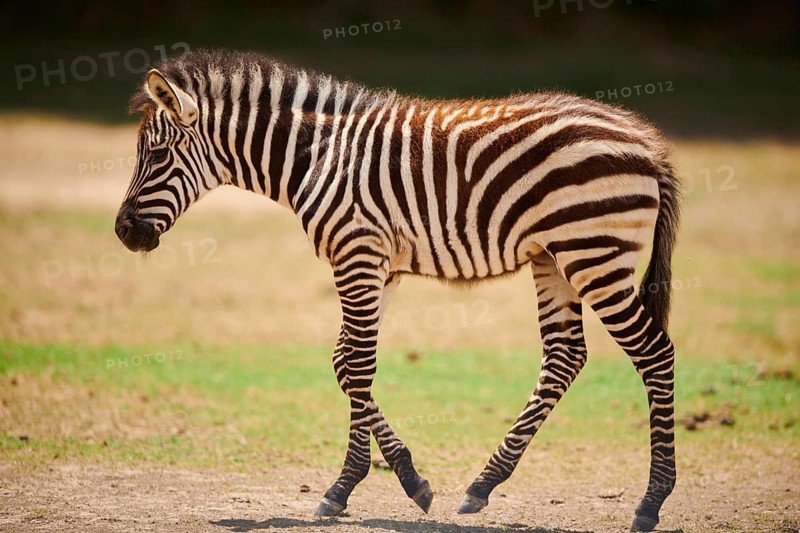Plains zebra (Equus quagga) foal walking in the dessert, captive, distribution Africa