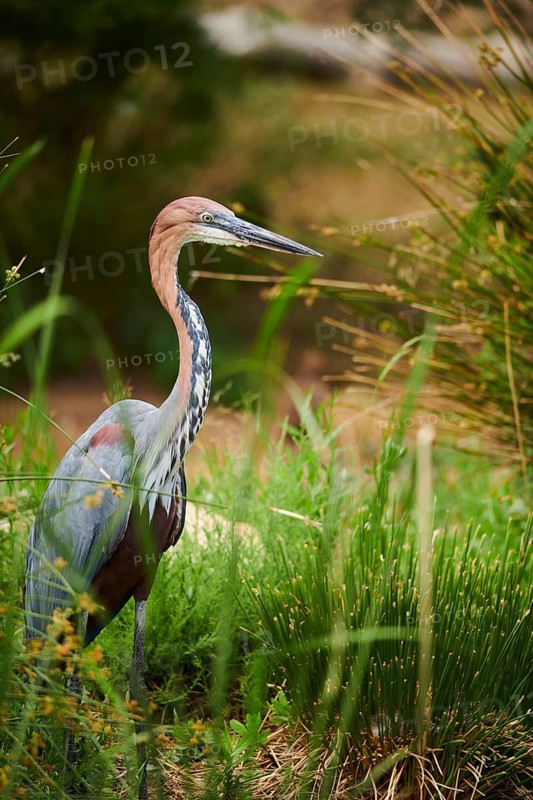 Goliath heron (Ardea goliath) standing in the bushes at the water, captive