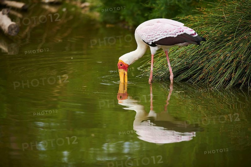 Yellow-billed stork (Mycteria ibis) standing in the water looking for food, captive